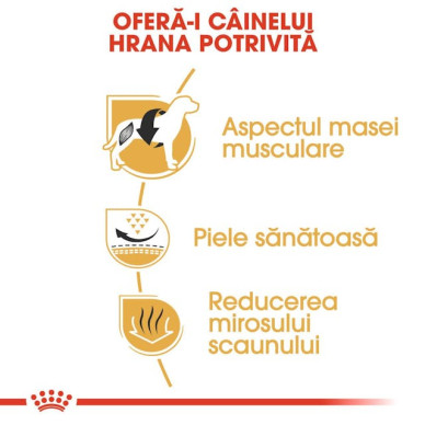 Royal Canin French Bulldog Adult – Hrană Uscată pentru Câini Adulți din Rasa Bulldog Francez – 3 kg